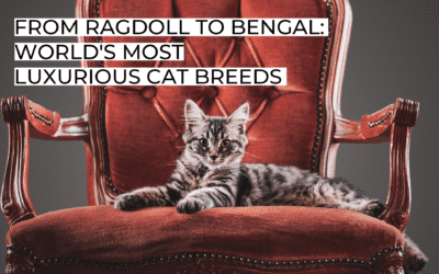 From Ragdoll to Bengal: World’s Most Luxurious Cat Breeds