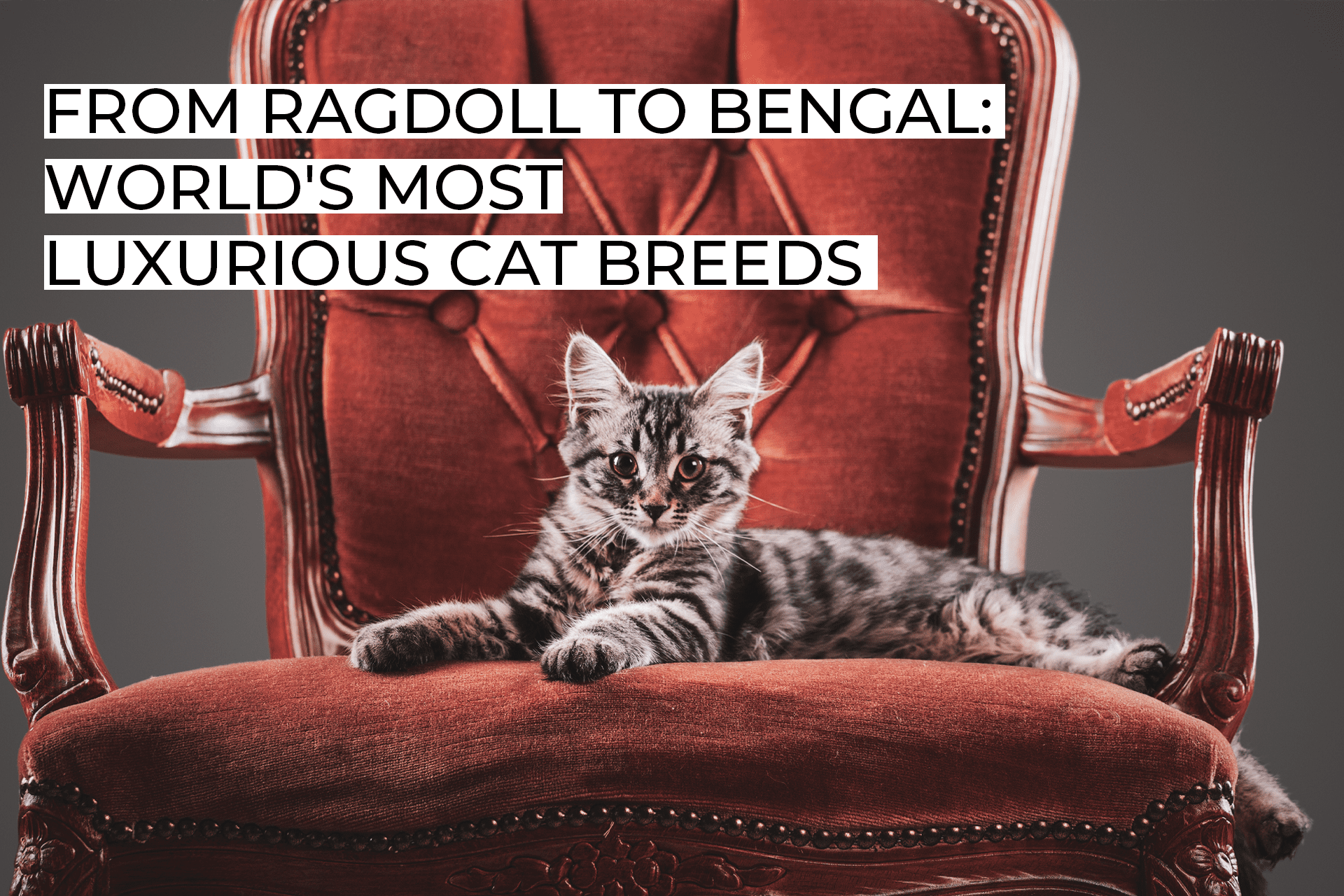 From Ragdoll to Bengal: World’s Most Luxurious Cat Breeds