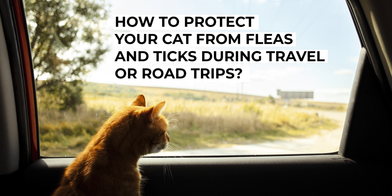 How to Protect Your Cat from Fleas and Ticks During Travel or Road Trips?