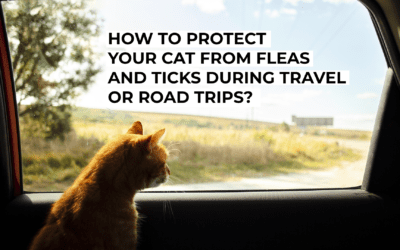 How to Protect Your Cat from Fleas and Ticks During Travel or Road Trips?
