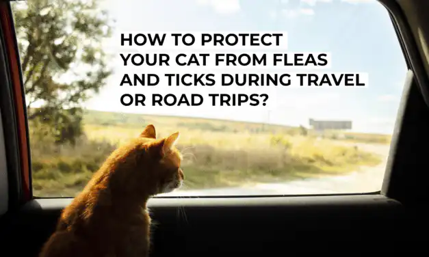 How to Protect Your Cat from Fleas and Ticks During Travel or Road Trips?