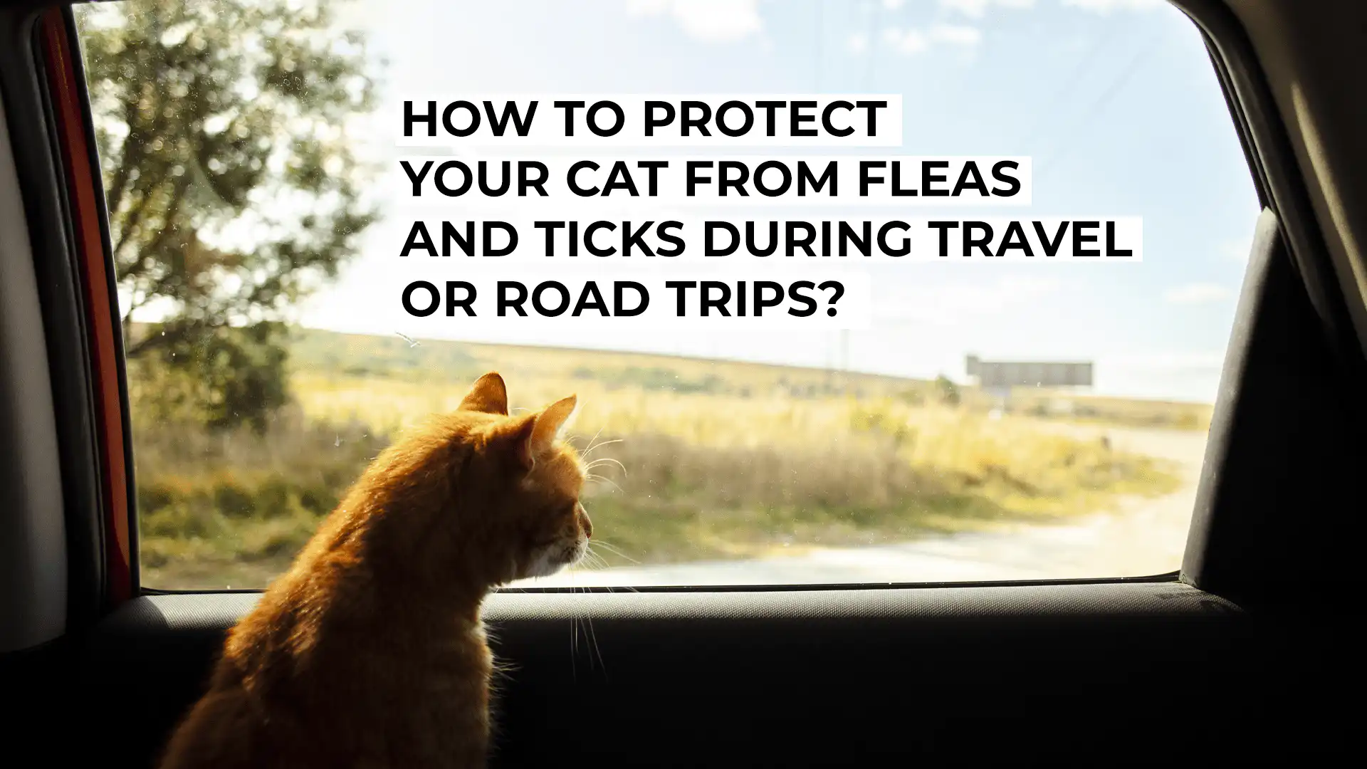 How to Protect Your Cat from Fleas and Ticks During Travel or Road Trips?