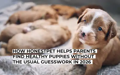 How HonestPet Helps Parents Find Healthy Puppies Without the Usual Guesswork in 2026