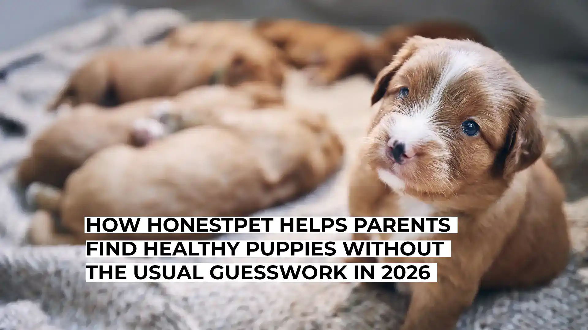 Adorable puppy with puppies in the background, promoting healthy pet choices.