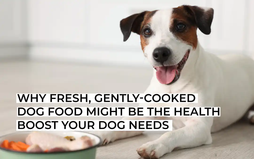 Why Fresh, Gently-Cooked Dog Food Might Be the Health Boost Your Dog Needs