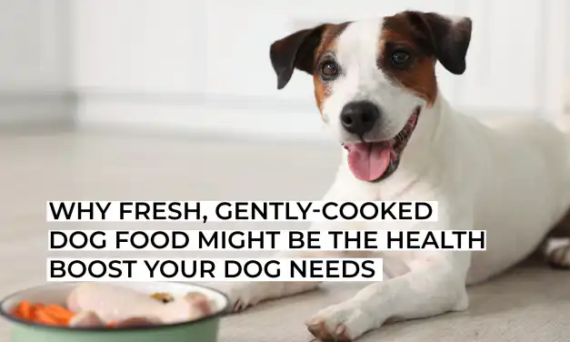 Why Fresh, Gently-Cooked Dog Food Might Be the Health Boost Your Dog Needs