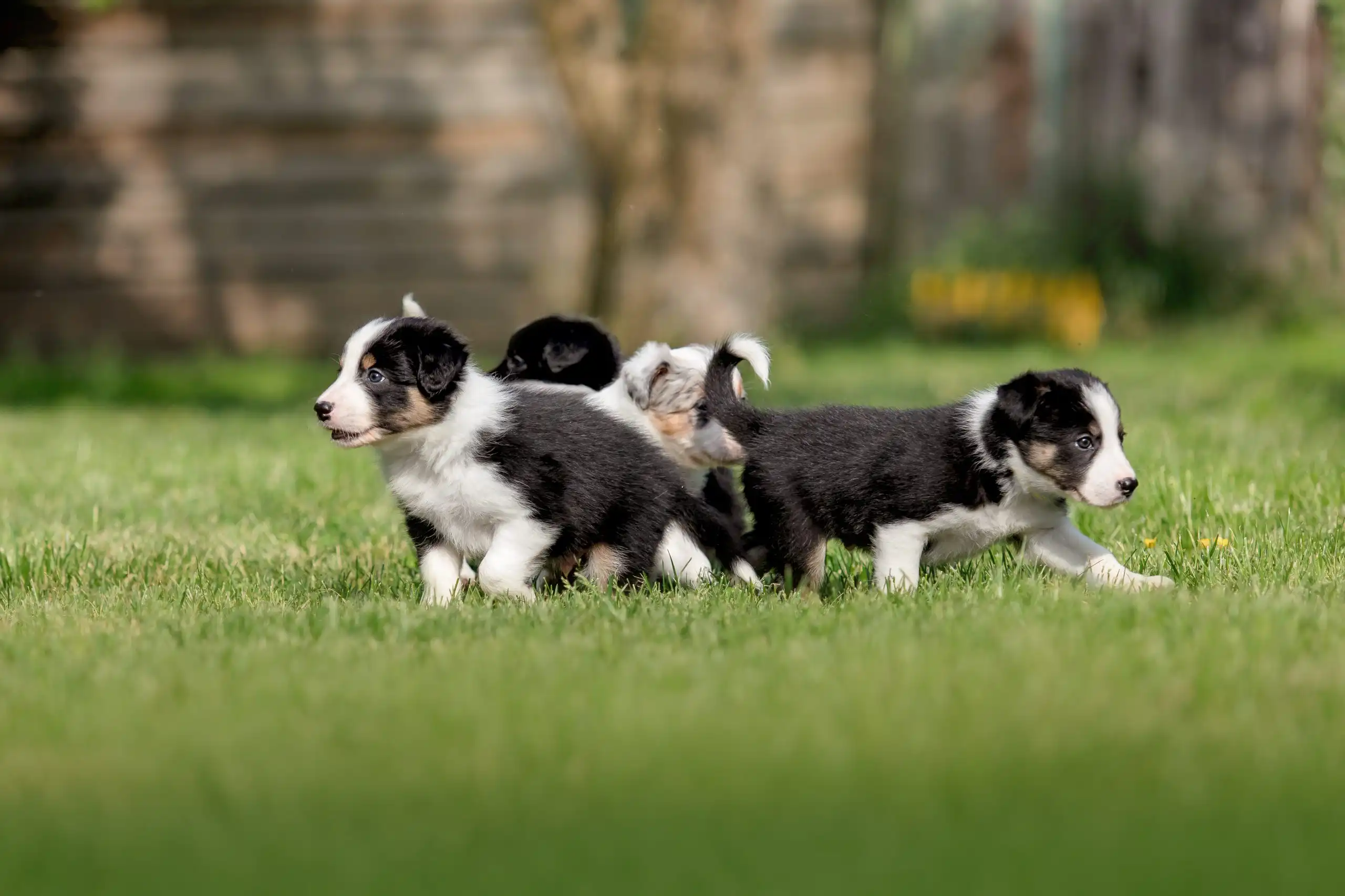 Border collie puppies.Dog litter. Dog kennel. Group of puppies on green grass